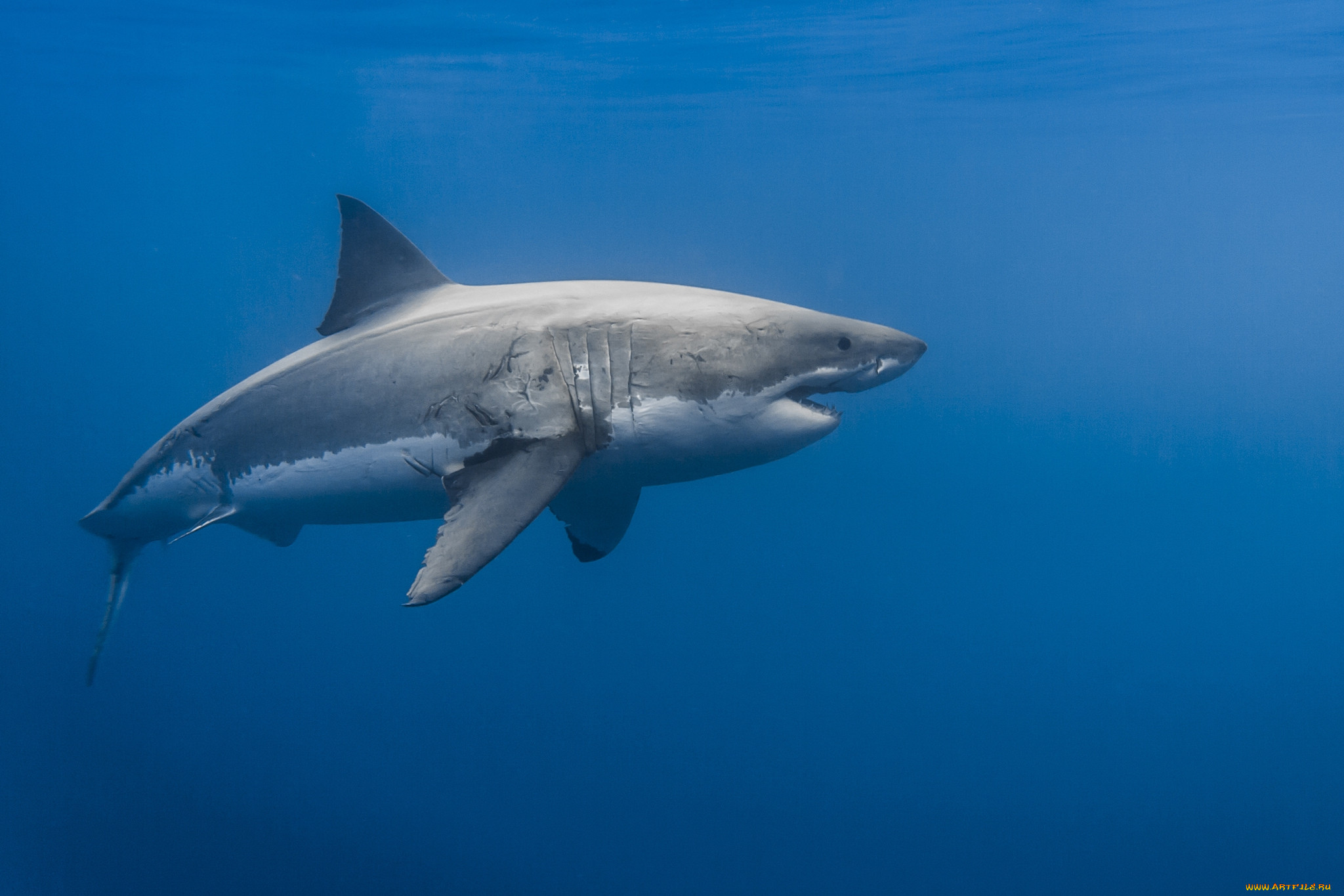 great white shark, , , , , , 